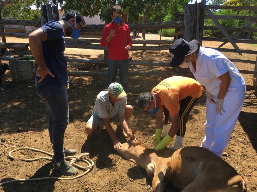 C 1 Candiba: Seagri promove curso de agente vacinador de brucelose