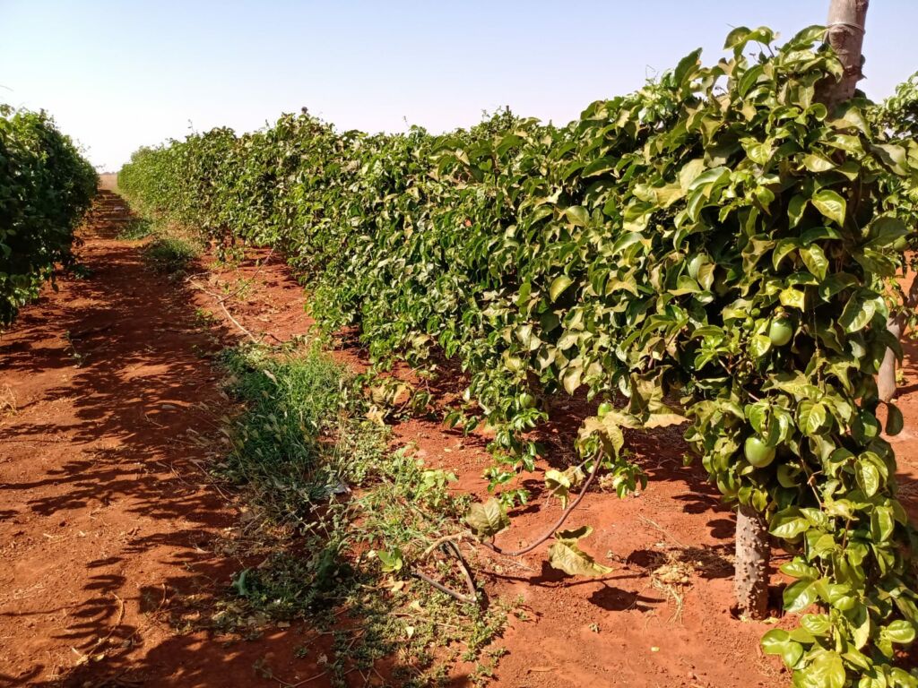 PLANTACAO IUIU 1 Deputado Charles Fernandes entrega poços artesianos em comunidades rurais de Iuiu