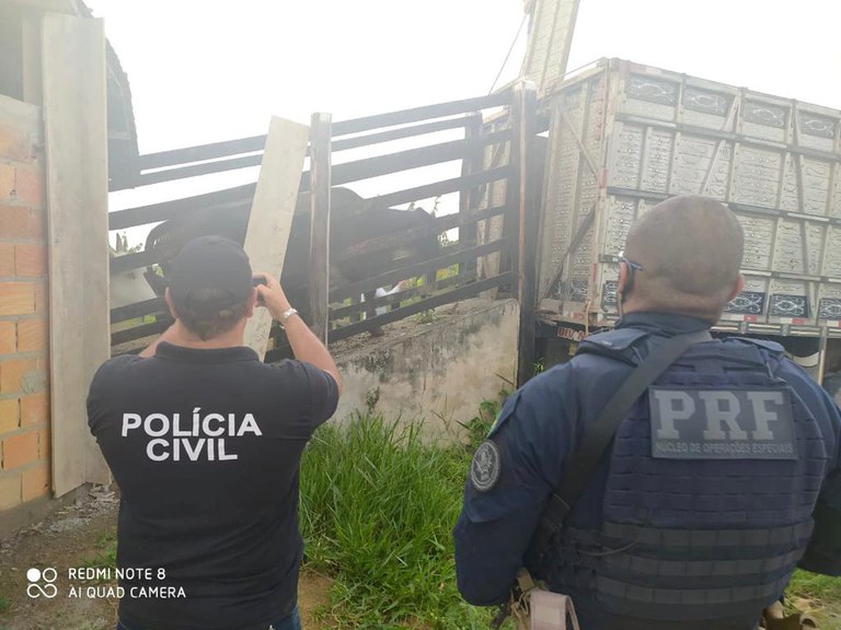 f9e61e66 04b6 428e 89df 86db20bad0a7 Porteira Fechada: PRF e Polícia Civil cumprem mandados de prisão e busca e apreensão e desarticulam quadrilha especializada em furtar gados de propriedades rurais da Bahia