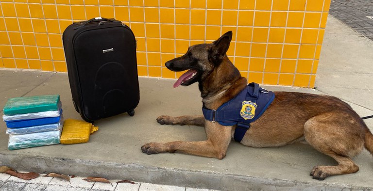 d6280963 b057 470f a80f 7caa89348bf7 Cocaína e maconha são encontradas em mala por cão farejador em Vitória da Conquista