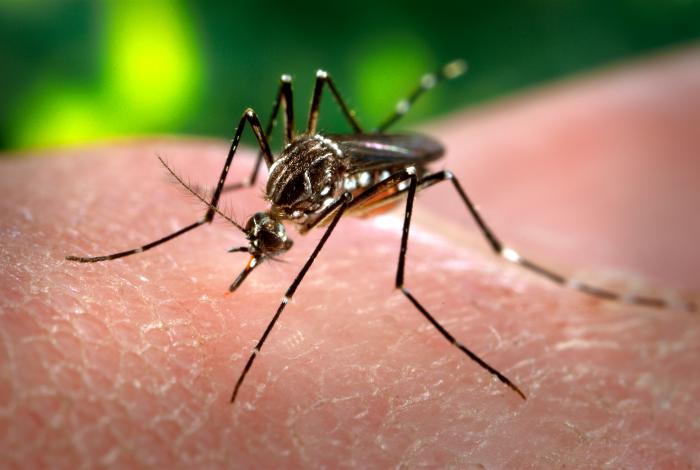 mosquito-da-dengue02
