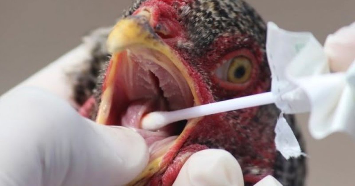 23880542-influenza-aviaria.jpg__1200x630_q85_crop-smart_subsampling-2_upscale