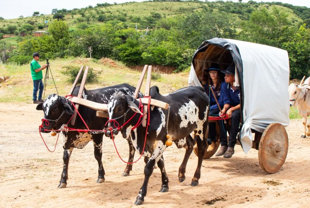 SaveClip.App 626004151 17984353703950665 2385796131849158168 n 5ª Carreata de Carro de Boi reforça tradição e identidade cultural em Urandi